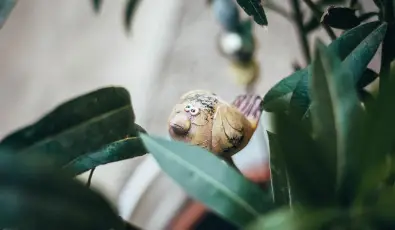 Fszek Apartmanhz Gyula