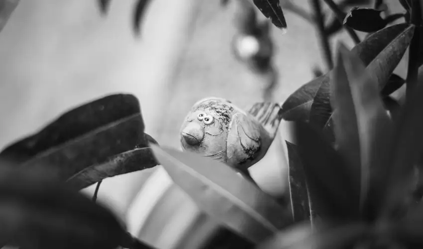 Fszek Apartmanhz Gyula